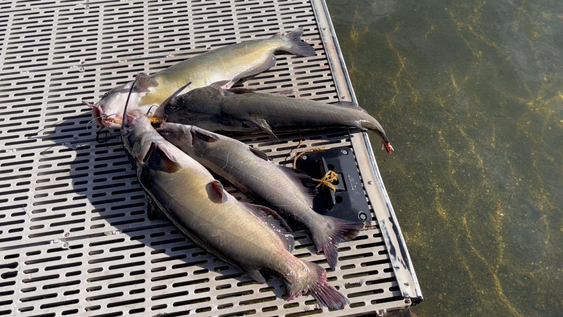Omeo Clearlake Oaks Glenhaven Luaran gambar